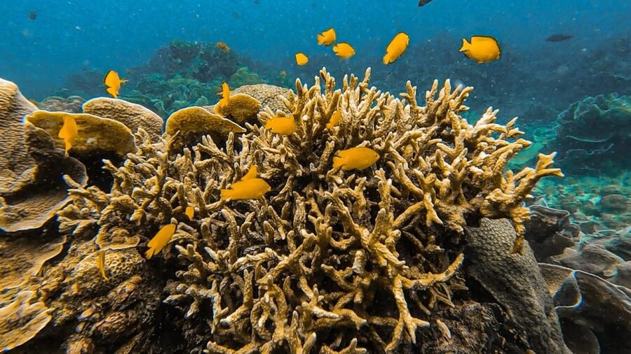 Koh Lipe: Longtail Boat Snorkeling Trip Program A - Coral, brain coral, and clownfish behind Hin Ngam