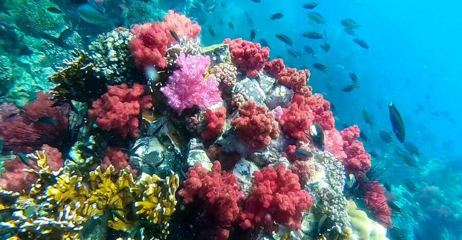 Koh Lipe: Longtail Boat Snorkeling Trip Program A - Rawi Island brings the best beach break