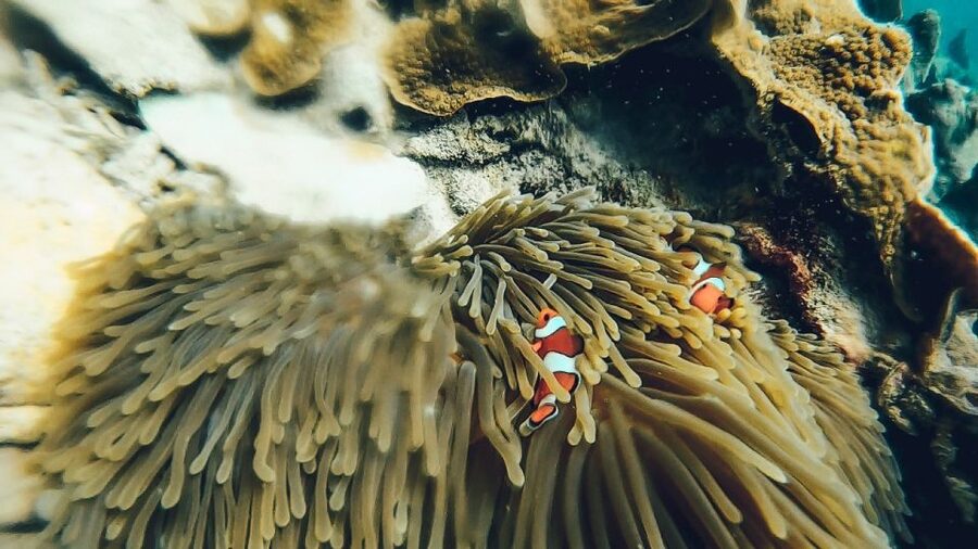 Koh Lipe: Longtail Boat Snorkeling Trip Program A - The longtail boat experience