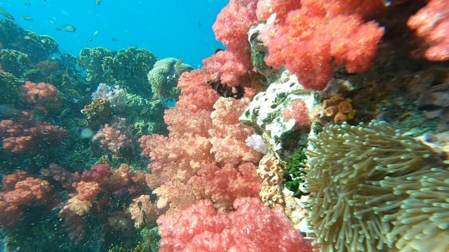 Koh Lipe: Longtail Boat Snorkeling Trip Program A - Jabung Island and the seven-color coral