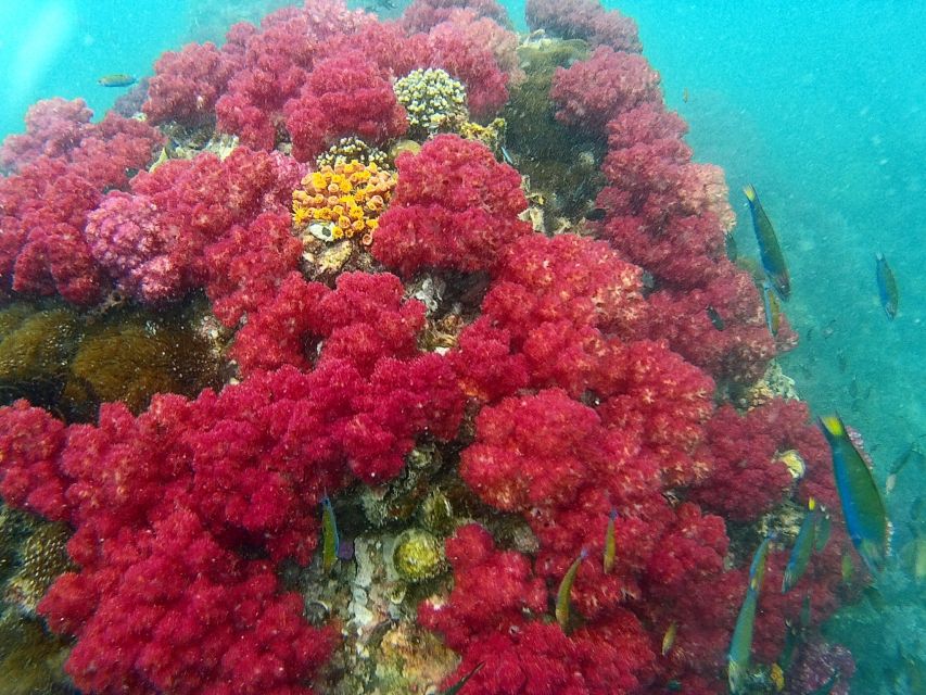 Koh Lipe Snorkeling Trip 6 hours Trip1 - Key points to know before booking