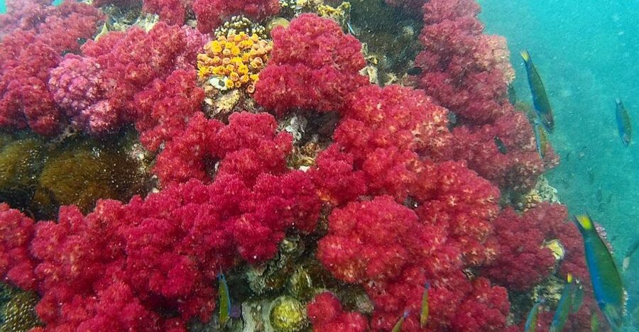 Koh Lipe Snorkeling Trip 6 hours Trip1 - A six-hour route through Koh Lipe’s neighboring islands