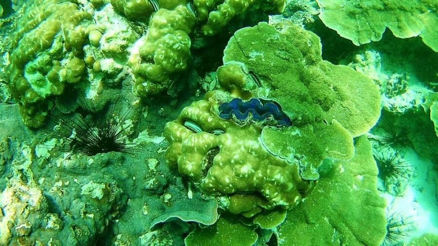 Koh Lipe Snorkeling Trip 6 hours Trip1 - Rawi Island brings white sand and lunch