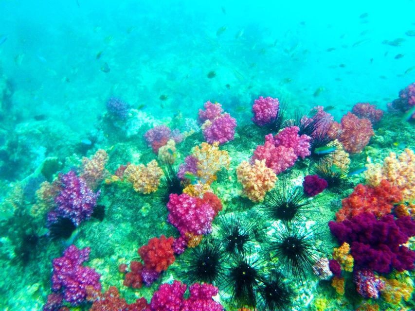 Koh Lipe Snorkeling Trip 6 hours Trip1 - Koh Yang offers calmer water for coral viewing
