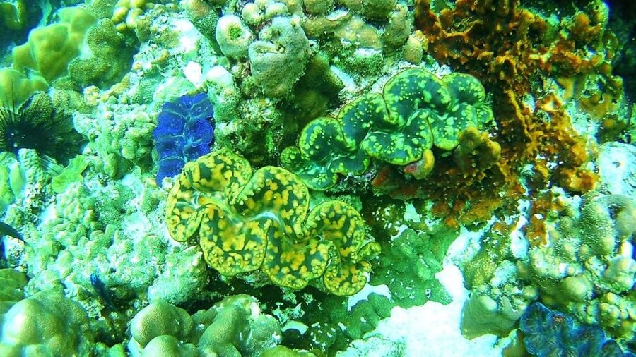 Koh Lipe Snorkeling Trip 6 hours Trip1 - Koh Adang and Sai Sai Bay for a broad beach break