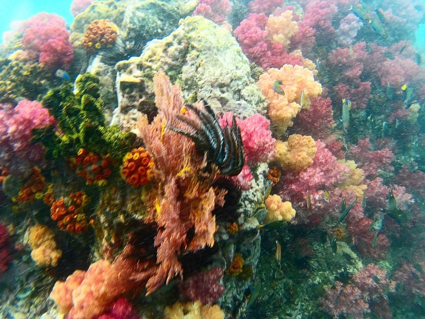 Koh Lipe Snorkeling Trip 6 hours Trip1 - Jabang Channel and the seven-colored coral