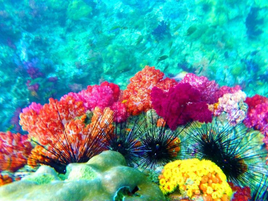 Koh Lipe Snorkeling Trip 6 hours Trip1 - What the $22 price really covers
