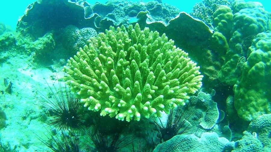 Koh Lipe Snorkeling Trip 6 hours Trip1 - Practical packing advice for a wet boat day