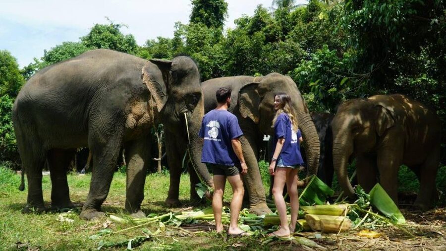 Koh Samui: 4x4 Sightseeing Safari & Elephant Sanctuary Tour - Key points to know before booking