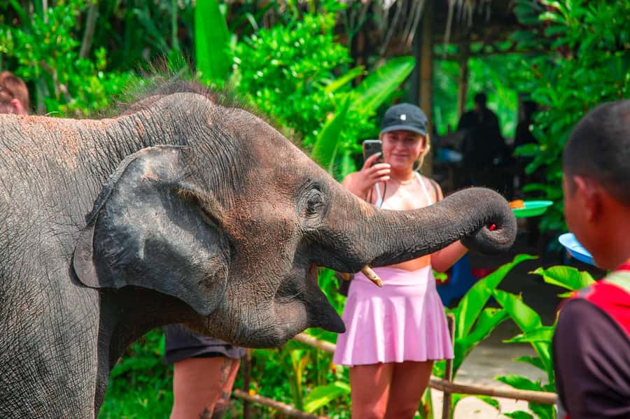 Koh Samui: Elephant Sanctuary and Jungle Tour with Lunch - The elephant visit focuses on feeding, not riding