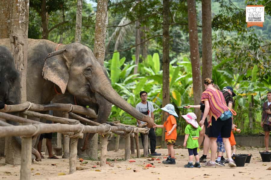 Koh Samui: Elephant Sanctuary Entry and Feeding Experience - Feeding time is the heart of the visit
