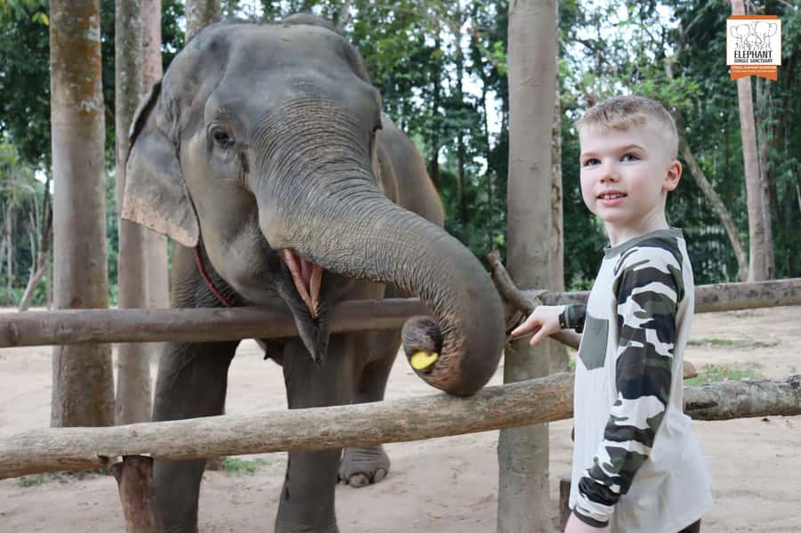 Koh Samui: Elephant Sanctuary Entry and Feeding Experience - My verdict: a short, ethical-feeling choice