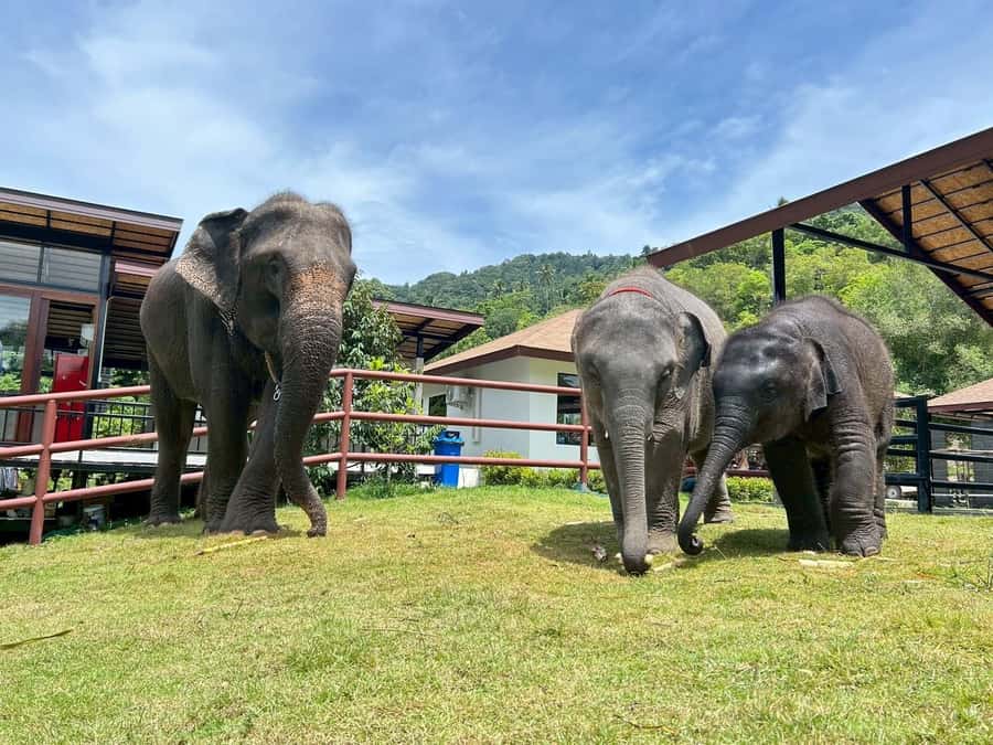Koh Samui: Half-Day Island Highlights Tour with Hotel Pickup - Na Muang Waterfall, the tour’s best nature stop
