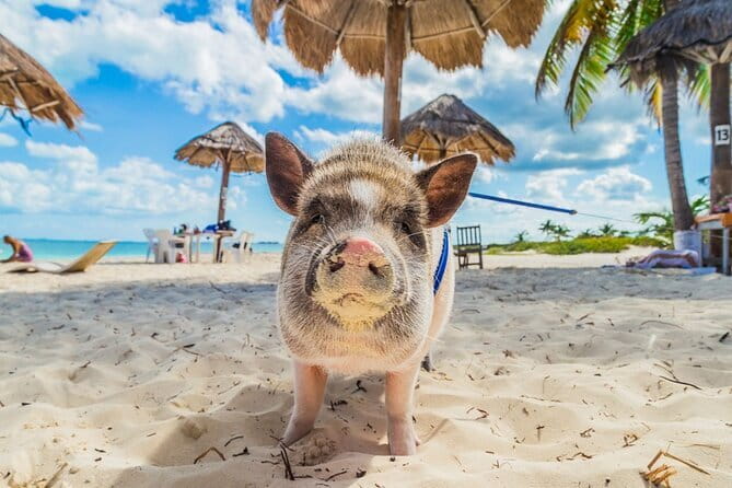 Koh Samui: Island Hopping Adventure in Coral and Pig Island - Lunch beside a quiet beach