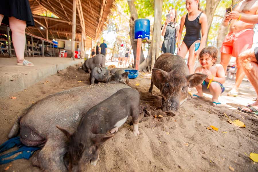 Koh Samui: Pig Island & Koh Tan Speedboat Tour with Lunch - Should you book the Pig Island tour?