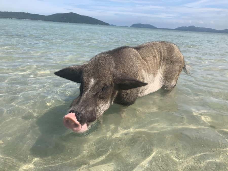 Koh Samui: Sunset Pig Island and Snorkeling Koh Tan w/Dinner - Snorkeling Koh Tan for About an Hour