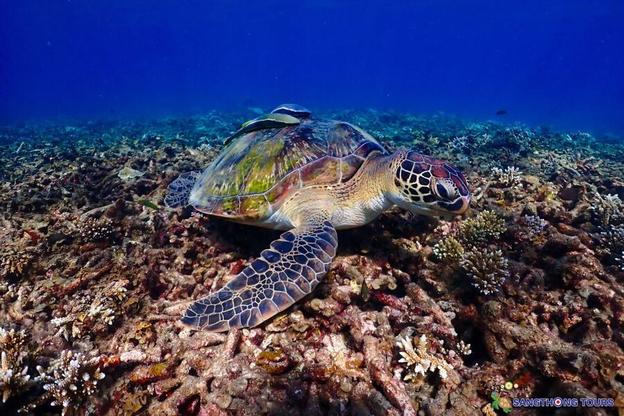 Koh Tao: Islands Snorkeling Highlights Day Tour & Lunch - Should you book this Koh Tao snorkeling tour?