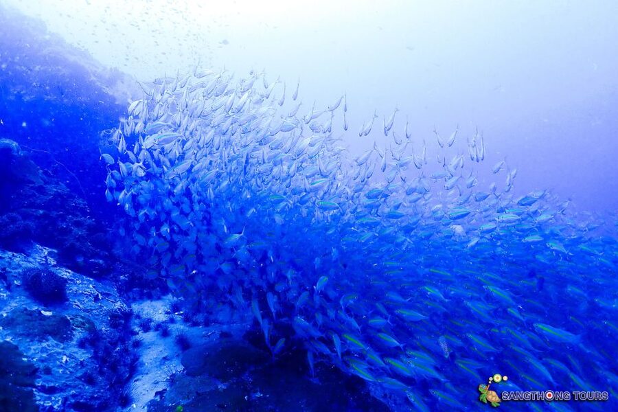 Koh Tao: Islands Snorkeling Highlights Day Tour & Lunch - What $27 really gets you