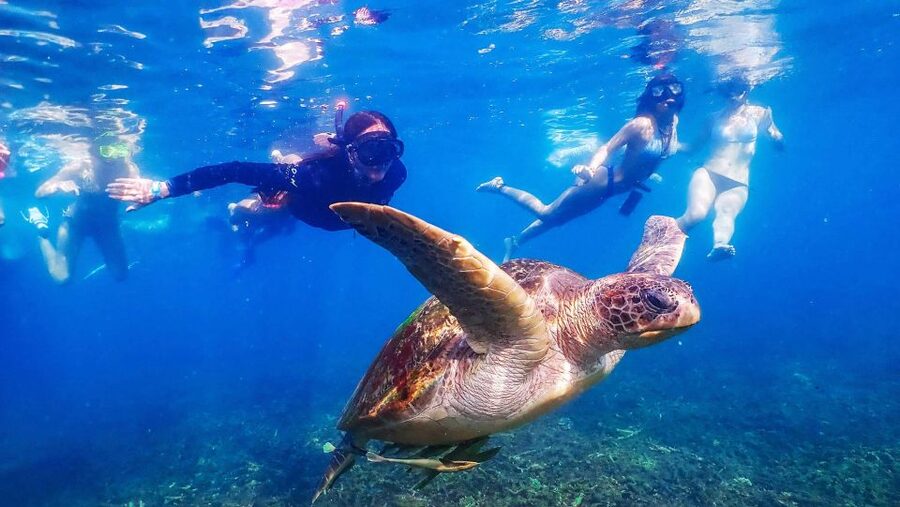 Koh Tao: Koh Nangyuan and the Hidden Bays Trip by the Oxygen - Hin Wong and Ao Leuk: two different reef stops