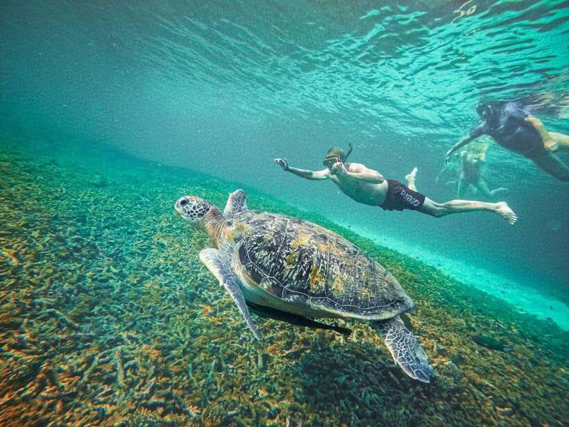 Koh Tao: Koh Nangyuan & Hidden Bays Snorkeling Tour w/ Lunch - Shark Bay and the wildlife search