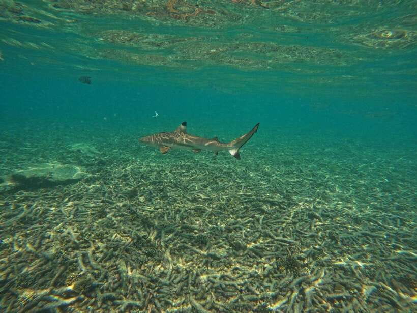 Koh Tao: Koh Nangyuan & Hidden Bays Snorkeling Tour w/ Lunch - Pickup, boat time, and the long day