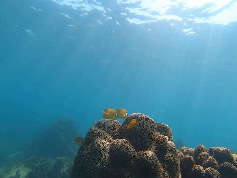 Koh Tao: Premium Snorkel Tour to Koh Nangyuan Bays by Oxygen - Why the 25-person limit matters on Koh Tao