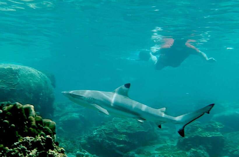 Koh Tao: Premium Snorkel Tour to Koh Nangyuan Bays by Oxygen - Freedom Beach and the southern Koh Tao bays