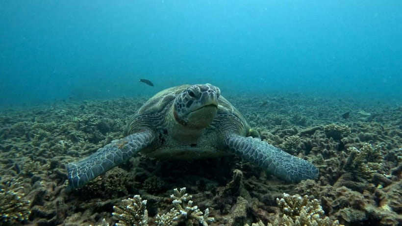 Koh Tao: Snorkeling and Sunset Tour - Why the late afternoon timing works