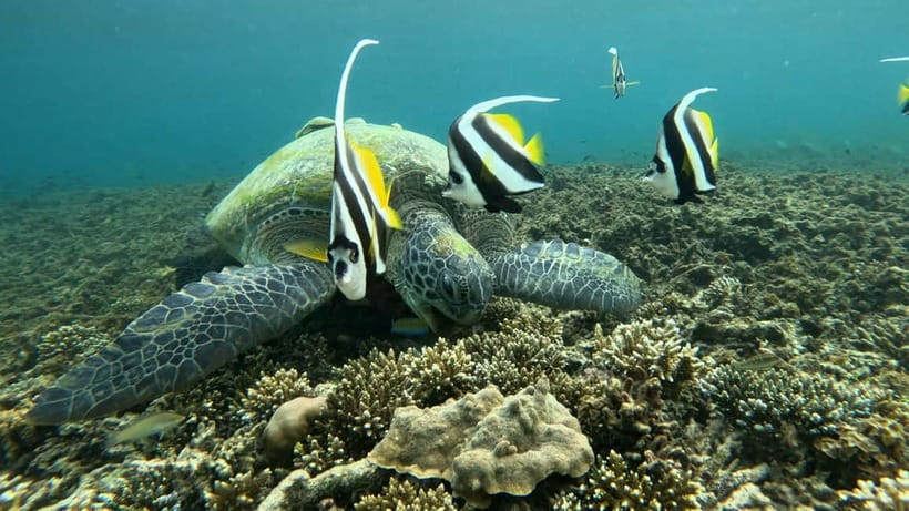 Koh Tao: Snorkeling and Sunset Tour - Meeting at Koh Tao Diving Academy