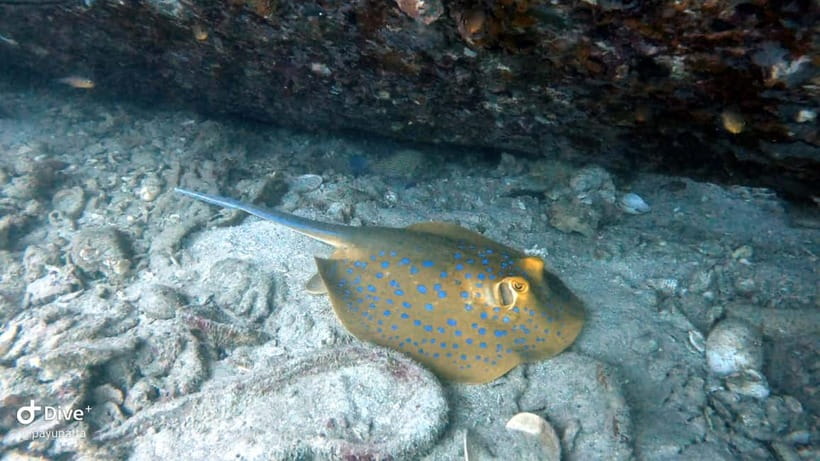 Koh Tao: Snorkeling and Sunset Tour - Turtles are the most dependable highlight