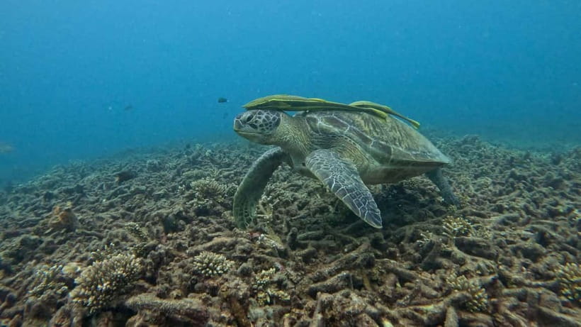 Koh Tao: Snorkeling and Sunset Tour - Two snorkel stops, not just one quick swim