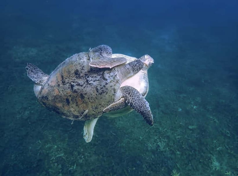 Koh Tao: Snorkeling Trip to Nang Yuan Island & Hidden Bays - Ao Leuk offers coral and open views