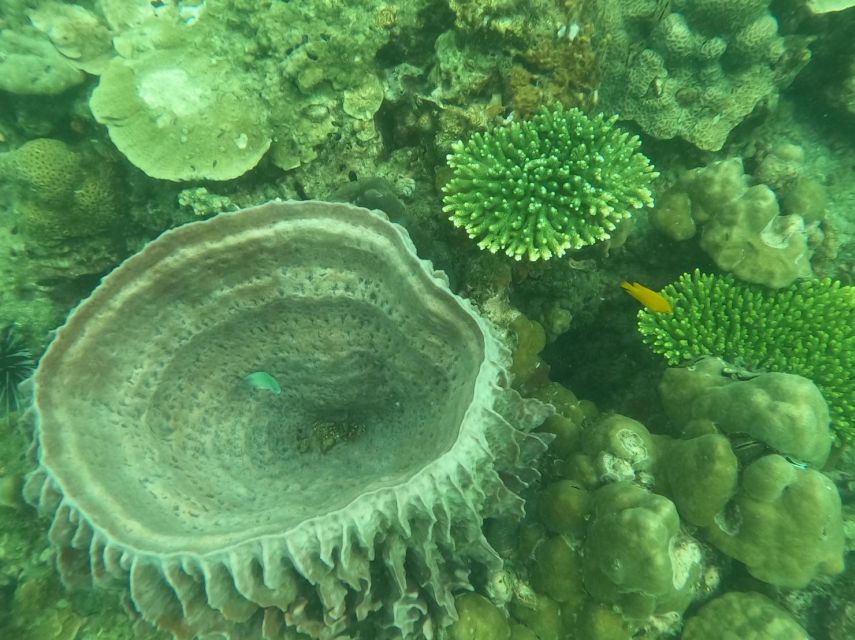 Krabi: 4 Islands & Krabi's Separated Sea Longtail Boat Tour - Key points to know before booking