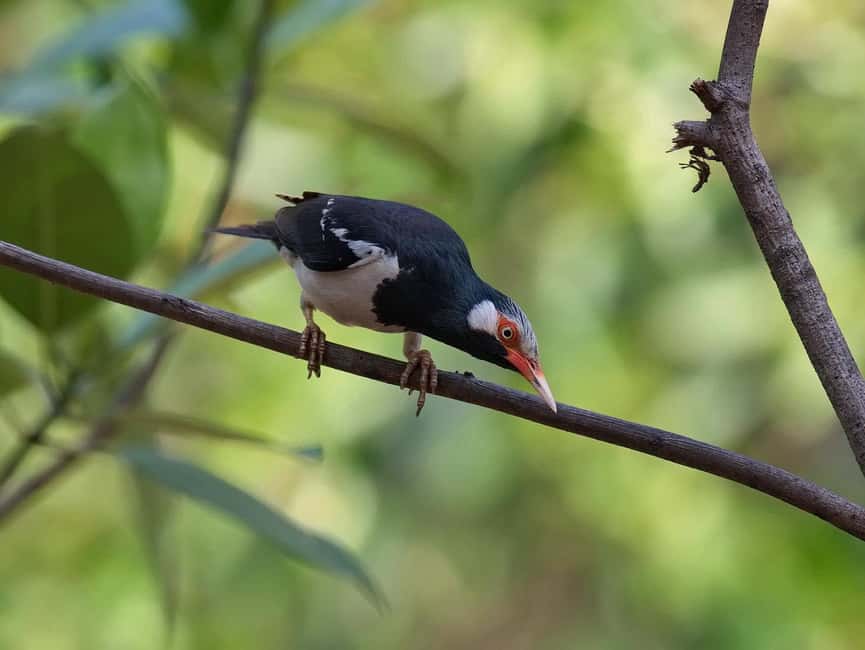 Krabi: Ao Thalane Mangrove Kayaking with Extras - Should you book the Ao Thalane kayak tour?