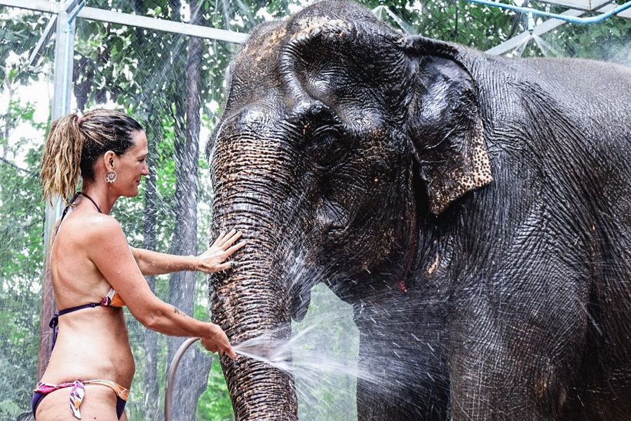 Krabi: Elephant Bathing Session at Krabi Elephant Shelter - Meeting the elephants at Krabi Elephant Shelter