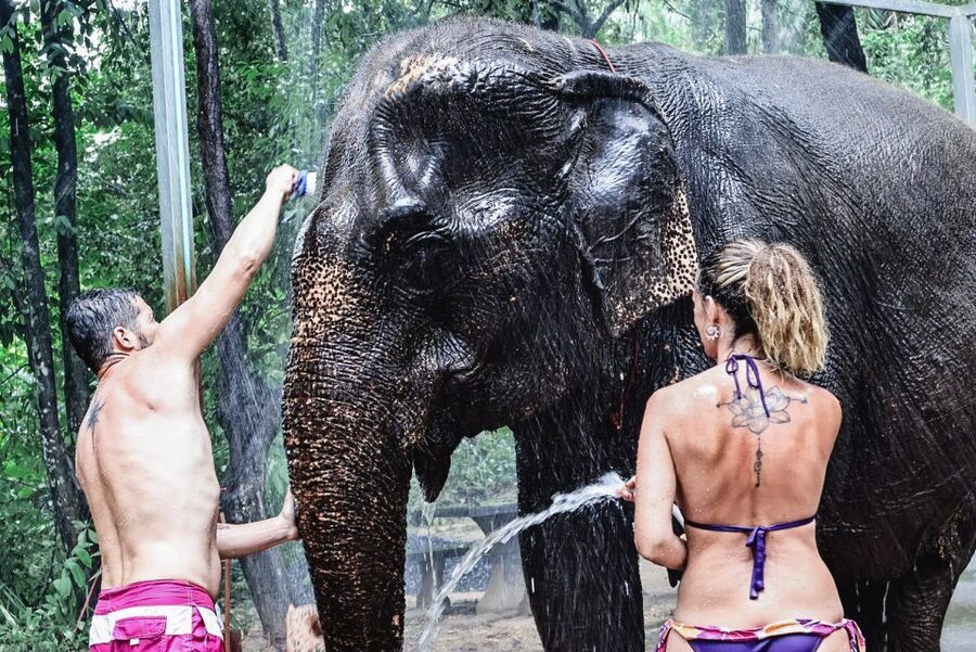 Krabi: Elephant Bathing Session at Krabi Elephant Shelter - Is $48 a fair price for 90 minutes?