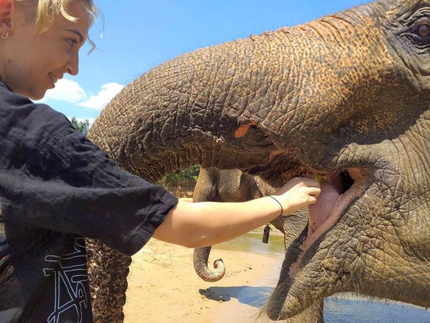 Krabi: Elephant Care House Guided Tour with Hotel Transfers - A quiet elephant visit outside Krabi Town