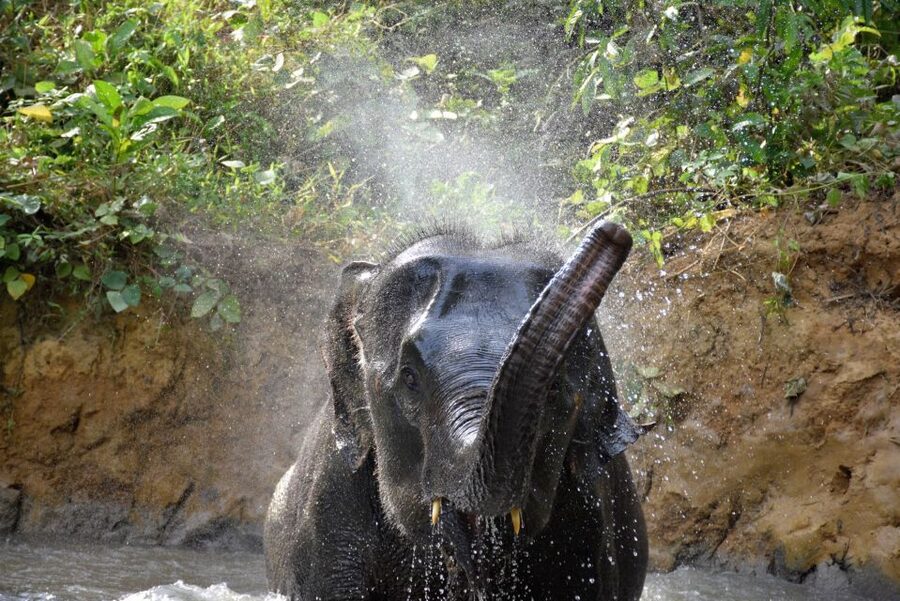 Krabi: Elephant Care House Guided Tour with Hotel Transfers - Preparing food and meeting the elephants