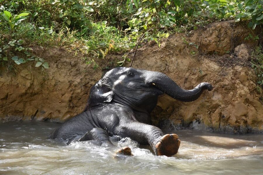 Krabi: Elephant Care House Guided Tour with Hotel Transfers - Mud, scrubbing, and the stream bath