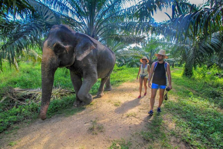 Krabi: Elephant Care House Guided Tour with Hotel Transfers - Refreshments, fruit, and time to look around