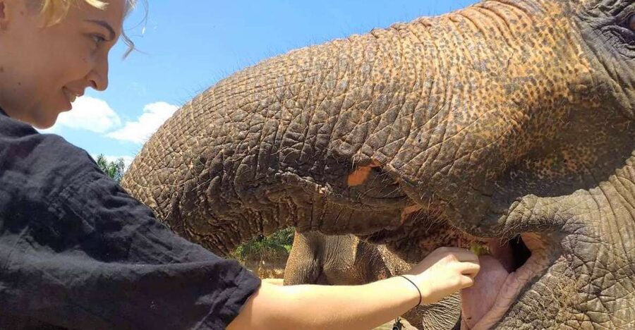 Krabi: Elephant Care House Guided Tour with Hotel Transfers - Pickup from Krabi, Ao Nang, or the beach resorts