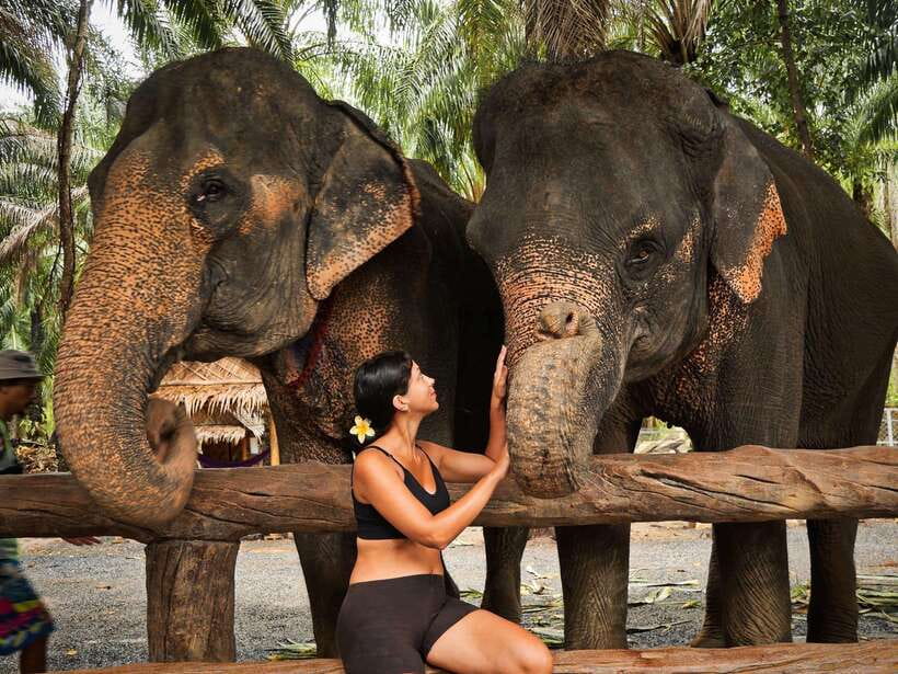 Krabi: Elephant Feeding Program - Key points at a glance