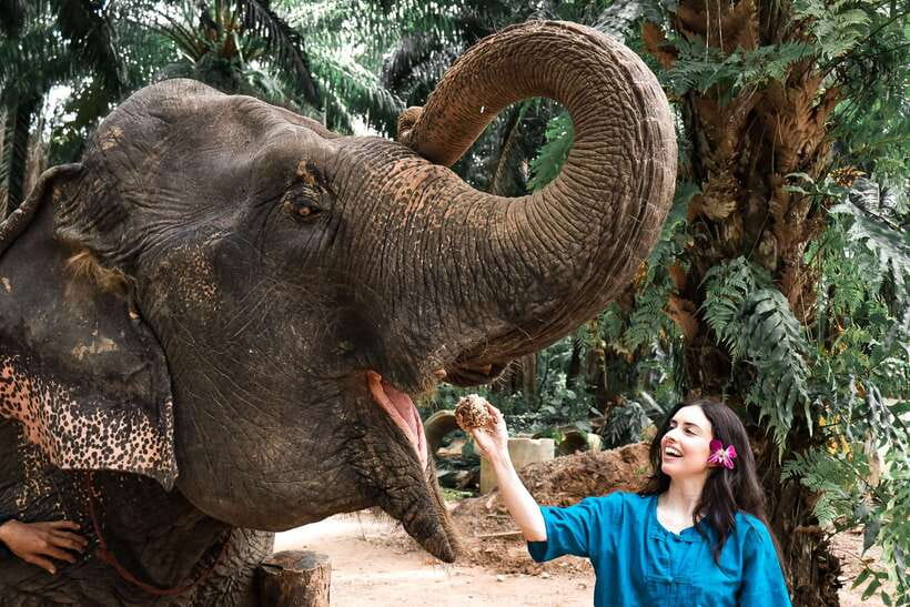 Krabi: Elephant Feeding Program - A 30-minute program with a clear focus
