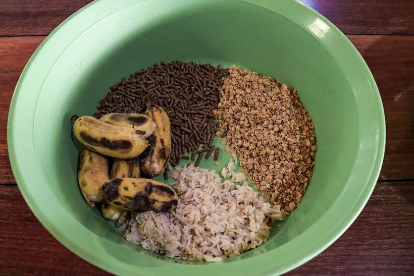 Krabi: Elephant Feeding Program - Transfers from three Krabi resort areas