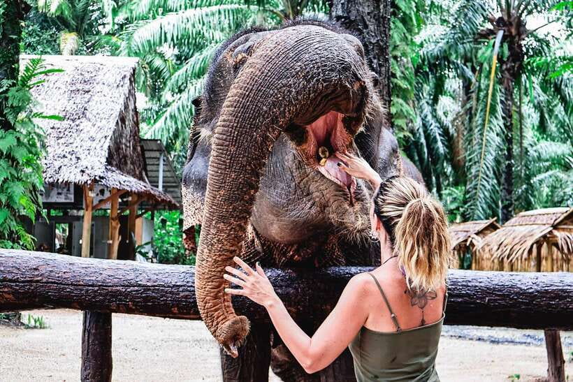 Krabi: Elephant Feeding Program - Is $27 a fair price?