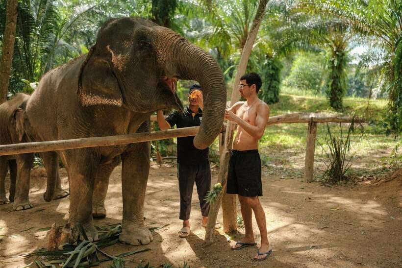 Krabi: Elephant Sanctuary (near Ao Nang) Visit - A gentle introduction near Ao Nang
