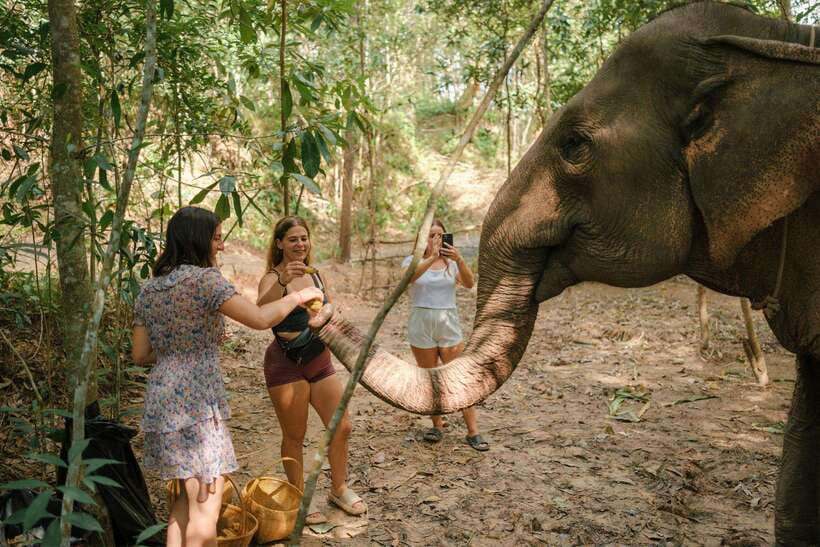 Krabi: Elephant Sanctuary (near Ao Nang) Visit - Meeting the owner and care team