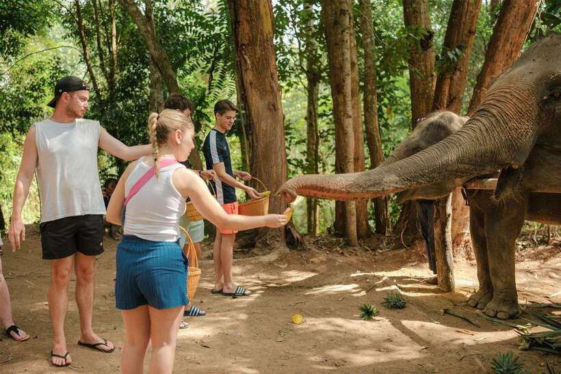 Krabi: Elephant Sanctuary (near Ao Nang) Visit - What happens during the 30-minute program