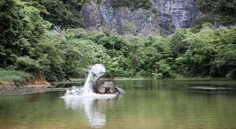 Krabi: Ethical Elephant Sanctuary & Tiger Cave Temple Tour - Key points at a glance