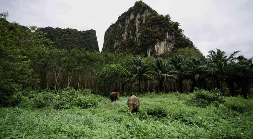 Krabi: Ethical Elephant Sanctuary & Tiger Cave Temple Tour - Two Krabi highlights in one demanding day
